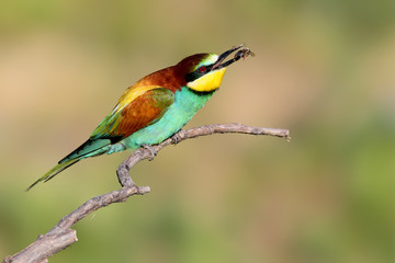 Bee eater