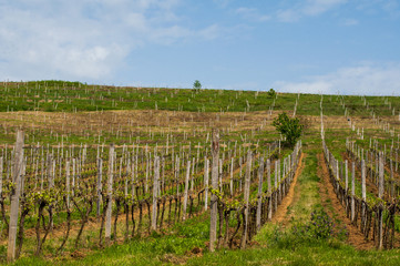 Fototapeta na wymiar Vineyards in the spring. Preparing for the growth of grapes. Work on the vineyard.