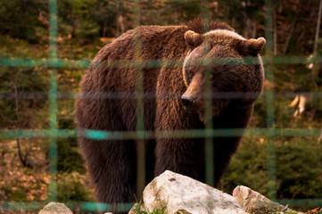 Bear behind the metal fence