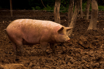 Pigs grazing outdoors in muddy farm field