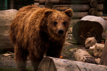 Brown bear (Ursus arctos) portrait in forest. Forest wildlife. Wild brown bear. Male bear. Bear face.