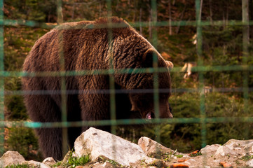Bear behind the metal fence