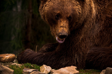 Brown bear (Ursus arctos) portrait in forest. Forest wildlife. Wild brown bear. Male bear. Bear face.