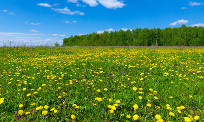 Obraz premium Field with dandelions and blue sky