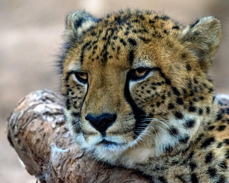 Portrait of a cheetah cub, Mpumalanga, South Africa