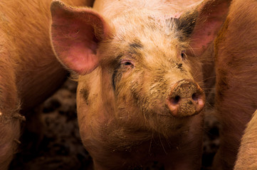 Fototapeta premium Pigs grazing outdoors in muddy farm field