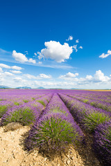Fototapeta na wymiar Sea of lavender flowers at Valensole Plateau, Provence, Southern France