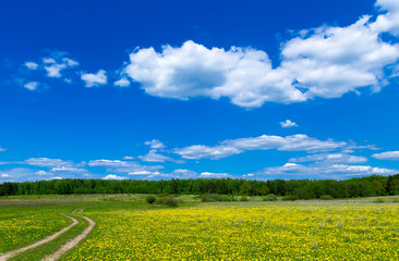 Field with dandelions and blue sky