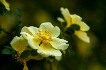 Obraz na płótnie Canvas yellow flower tree close-up