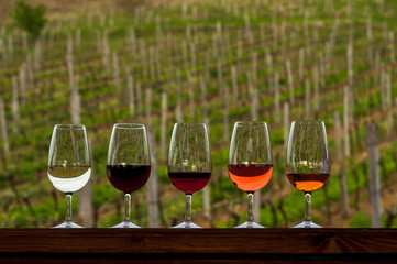 variety wine in glasses on a background of growing grapes on wodden barrel. Includes red, white, and rose.