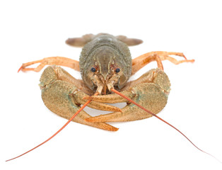 Fresh cancer on a white background