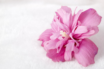 One hibiscus flower on the white blanket.
