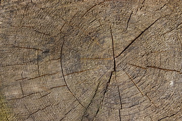 Tree rings texture