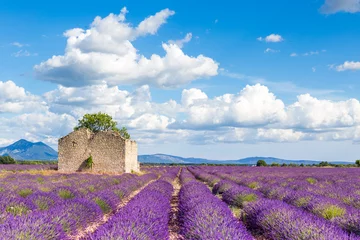 Fototapeten Sea of lavender flowers at Valensole Plateau, Provence, Southern France © ronnybas