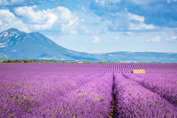 Fototapeta na wymiar Sea of lavender flowers at Valensole Plateau, Provence, Southern France