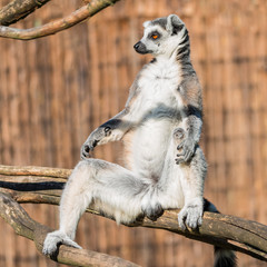 Ring-tailed Madagascar lemur warming up at sun