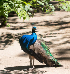 Peacocks
