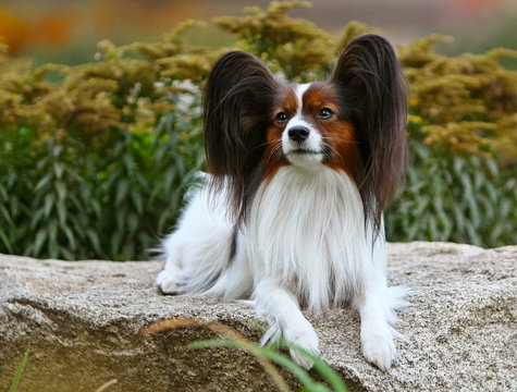 A beautiful Papillon lies on a large rock. A dog in the background of yellow flowers. Lovely puppy is walking on the street.