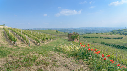 Fototapeta na wymiar Vineyards in the Langhe area of Piemonte near Barolo, Italy