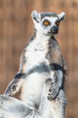 Fototapeta premium Ring-tailed Madagascar lemur warming up at sun