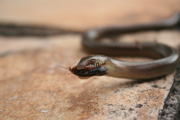 Cobra comendo