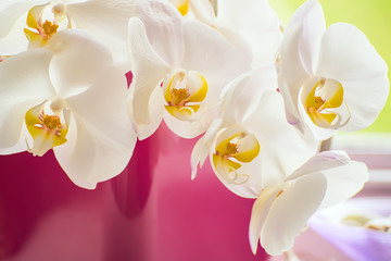 Large flowers of a white delicate orchid close-up in a crimson pot.  Bright window light.
