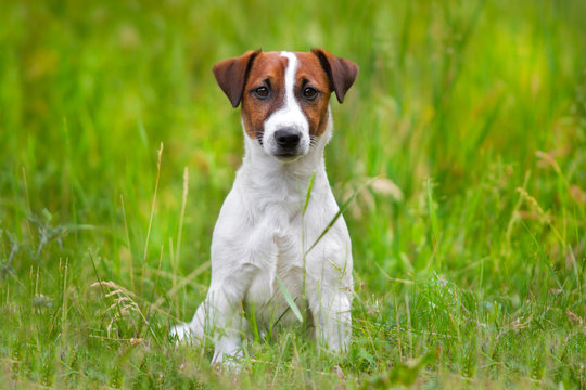 Jack russel terrier close up portrait in grass