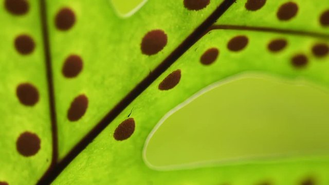 Video bright positive green tropical nature fern background. Close up macro shot of leaves and spore full frame
