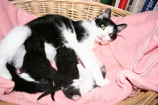 die wundersch&ouml;ne Katzenmutter