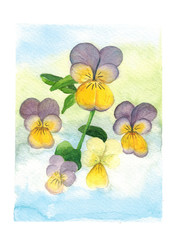 Watercolor hand drawn illustration of Lilac pansies on a blue background art
