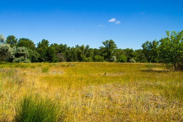 Summer landscape with green trees, meadow and blue sky