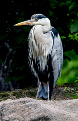 Der Wächter
