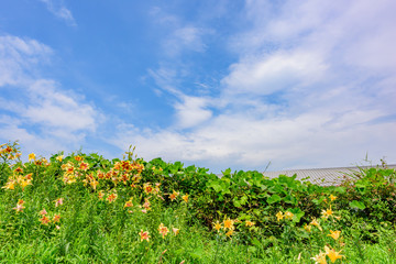 初夏のユリ