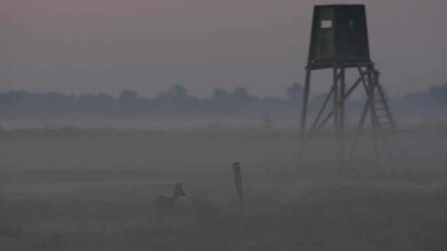 Reh mit Hochsitz im Morgennebel, Mai