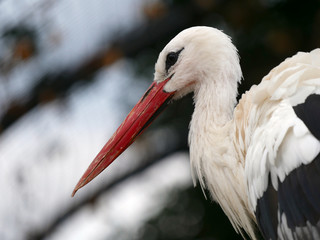 cigogne