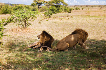 male lions resting in savannah at africa