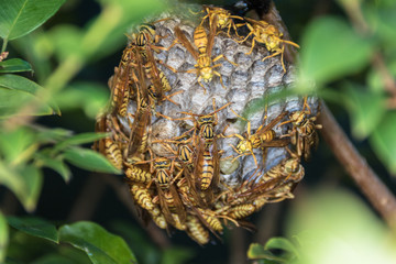 Essaim de gu&ecirc;pes - Ile de la R&eacute;union 
