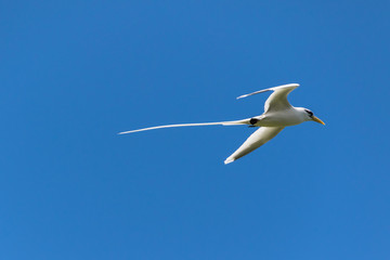 Paille-en-queues (Phaethon) - Ile de la R&eacute;union
