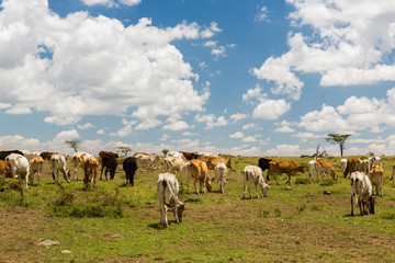 cows grazing in savannah at africa