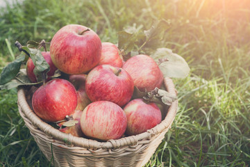 Basket with apples harvest on grass in garden, top view