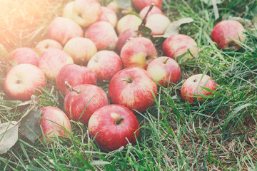 Apples harvest on grass in garden, top view