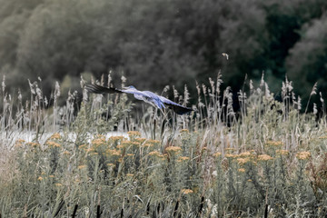 Ardeidae & Goldfinch 