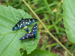 Syntomis phegea - pairing