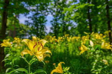 初夏のユリ