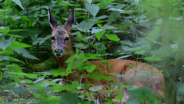 Reh liegt im Dickicht, Sommer