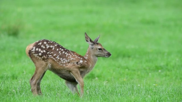 Rotwild Kalb legt sich hin, Sommer