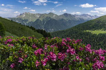 Fototapeta na wymiar Mountain flowers on the background of the peaks. Dolomites. Italy