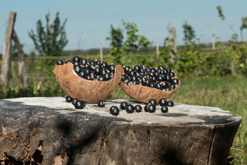 Black currant with mint leaves in a coconut shell of a new crop stands on a hemp in the garden