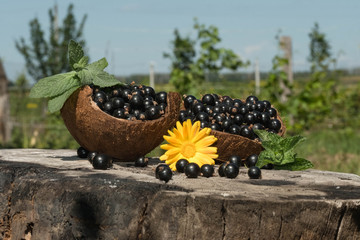 Black currant with mint leaves in a coconut shell of a new crop stands on a hemp in the garden