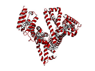Human serum albumin complexed with stearic acid, cartoon model.